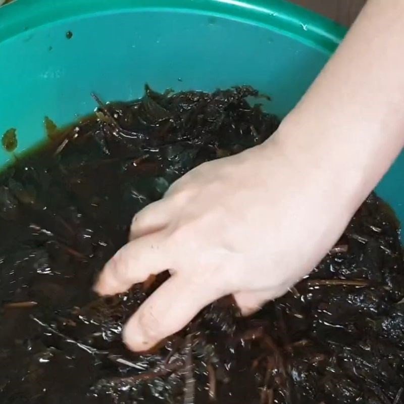 Kỹ thuật vò và lọc lấy nước cốt cây thạch đen.