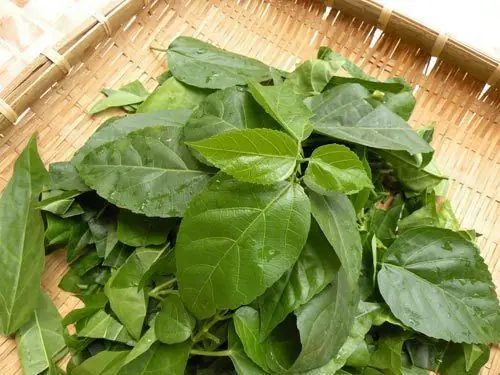 Bí Quyết Nấu Canh Thịt Gà Lá Cách Chuẩn Vị Miền Tây Tại Nhà