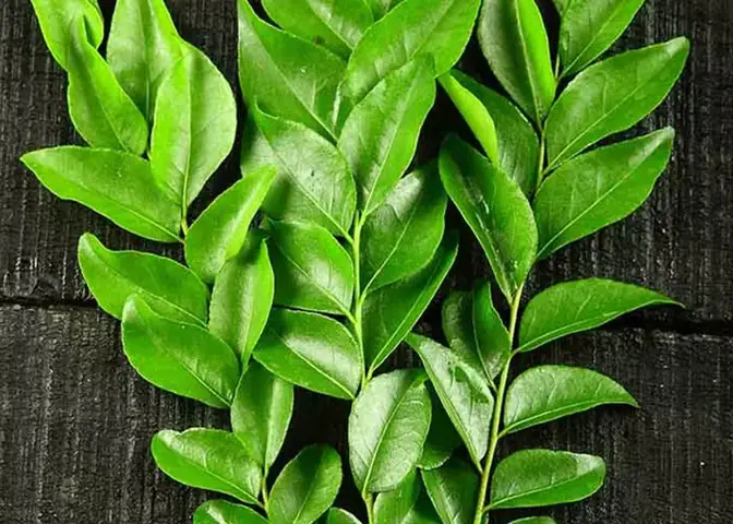 Lá Cách Nấu Món Gì Ngon? 5 Công Thức Tuyệt Hảo Từ Vùng Đất Miền Tây Lá Cách Nấu Món Gì Ngon? 5 Công Thức Tuyệt Hảo Từ Vùng Đất Miền Tây