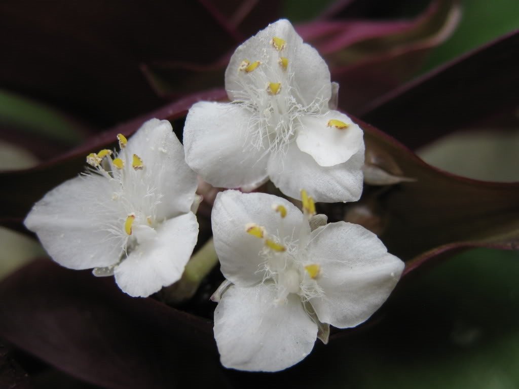 Lá cây lẻ bạn khô đã được sơ chế, là nguyên liệu quan trọng để chế biến các bài thuốc và nước uống từ cây lẻ bạn.