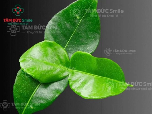 Lá chanh tươi là nguyên liệu tự nhiên giúp kháng khuẩn và khử mùi hôi miệng hiệu quả