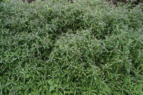 Lá khúc tươi xanh, nguyên liệu chính để làm bánh khúc