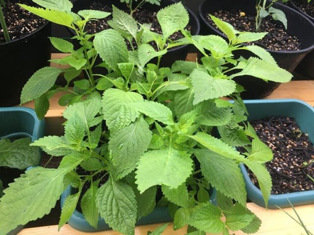 Lá kinh giới tươi xanh