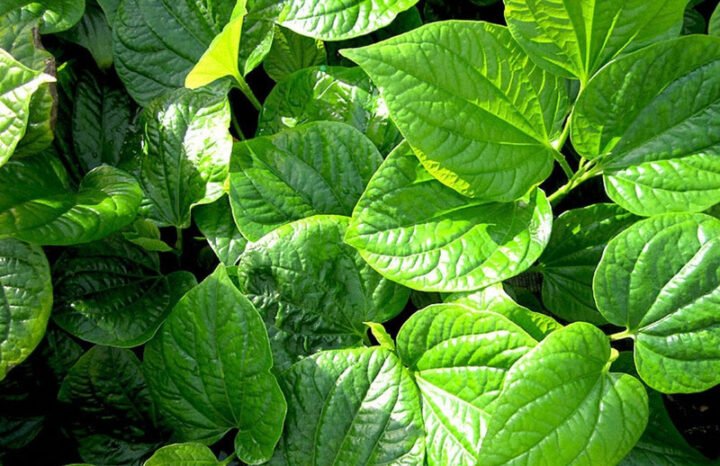 Lá lốt tươi nguyên liệu chính cho nước lá lốt gừng nghệ