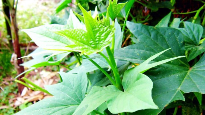 Lá rau lang tươi xanh, minh họa hàm lượng calo trong 100g rau lang luộc