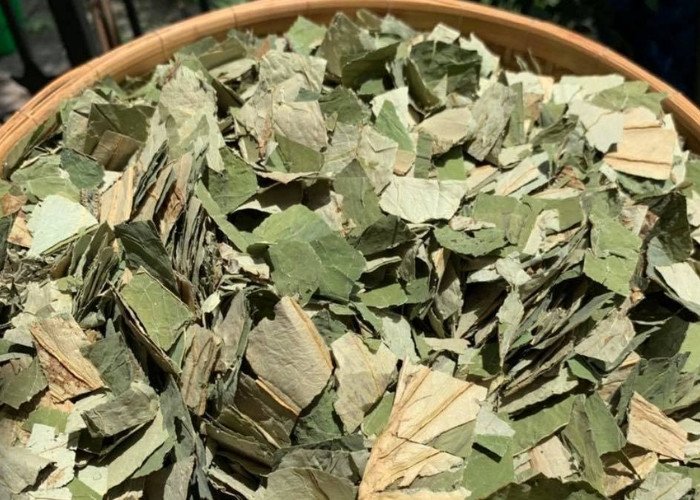 Lá sen khô chuẩn bị để pha trà