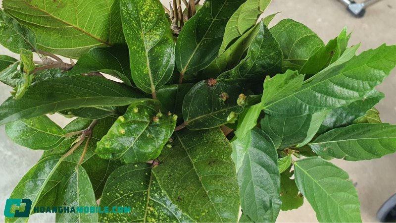 Lá sung tươi xanh được đặt trên cân, biểu tượng cho khả năng hỗ trợ kiểm soát cân nặng từ công dụng của lá sung