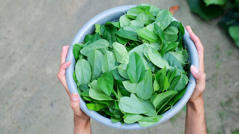 Lá sương sâm tươi là nguyên liệu tốt nhất để làm thạch