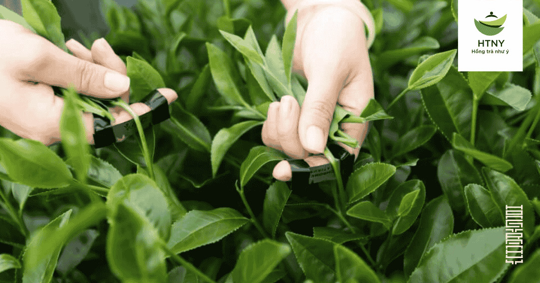 Lá trà ô long tươi xanh mướt được chọn lọc kỹ càng