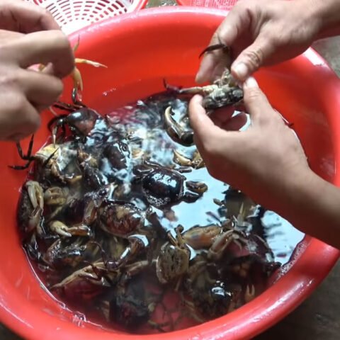 Làm sạch cua đồng tươi sống trước khi chế biến cháo
