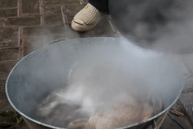 Làm sạch lông thỏ bằng nước nóng