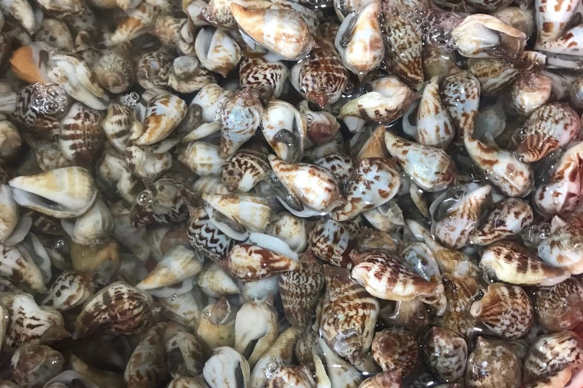 Làm sạch ốc nhảy trước khi chế biến món ngon