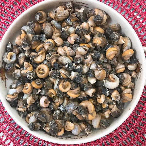 Luộc ốc làm sạch để nấu bún ốc