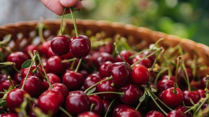Lượng calo trong 1 quả cherry mọng nước