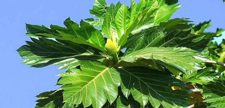 Ly nước lá sake thanh mát, giải khát hiệu quả, cách nấu nước lá sake