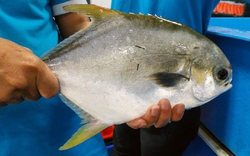 Mẹo chọn cá chim tươi ngon, thịt cá săn chắc