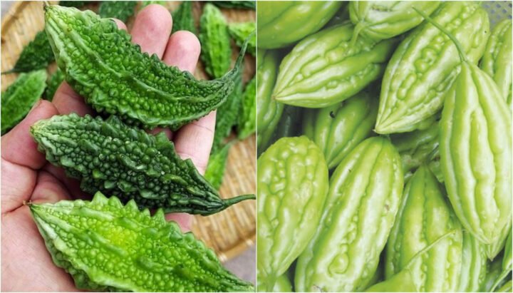 Mẹo chọn khổ qua tươi ngon với vỏ ngoài rõ vân và đầu quả tròn đầy