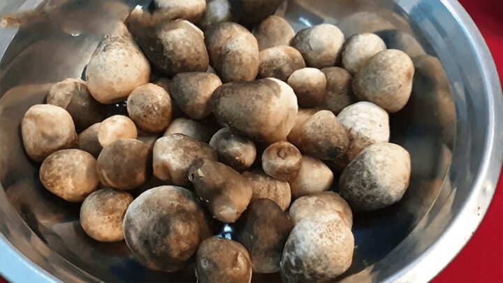 Mẹo chọn nấm rơm tươi ngon, búp tròn để xào