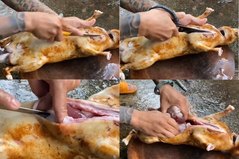 Mổ bụng và loại bỏ nội tạng thỏ