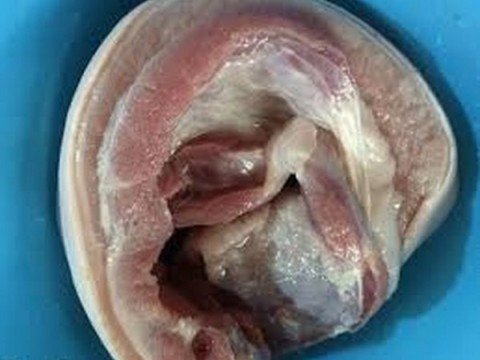 Món thịt ba chỉ cuộn hấp sau khi hoàn thành, hấp dẫn với màu sắc tự nhiên và lớp mỡ trong.