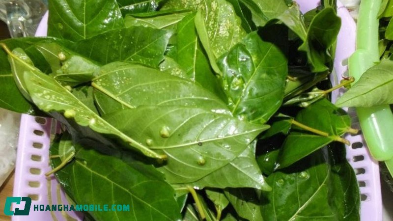 Một cốc nước lá sung màu xanh nhạt, kèm theo máy đo huyết áp, minh họa cho tác dụng của lá sung với huyết áp