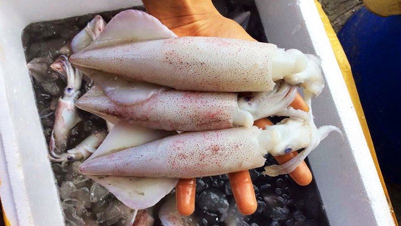 Mực ống tươi sống, thân dày đang được lựa chọn kỹ lưỡng