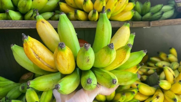 Nải chuối cau tươi ngon, là món ăn quen thuộc của người Việt