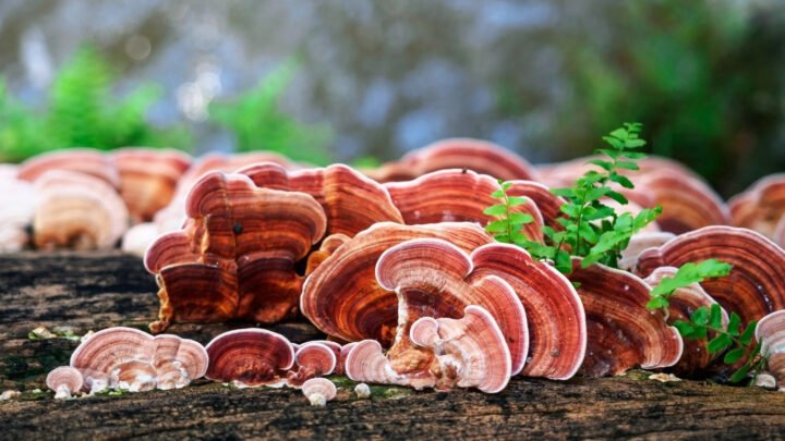 Nấm lim xanh khô chất lượng cao