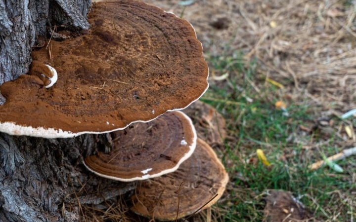 Nấm Thượng Hoàng khô nguyên tai, dược liệu quý hiếm cho sức khỏe