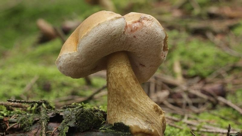 Nấm tràm là loại nấm có nhiều dinh dưỡng mang lại hiệu quả cho sức khỏe