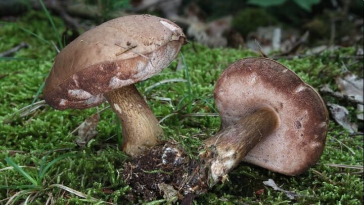 Nấm tràm là một loại nấm cộng sinh với cây lá kim, có vị đắng đặc trưng