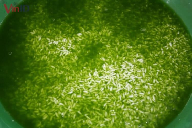 Ngâm gạo nếp với nước lá nếp