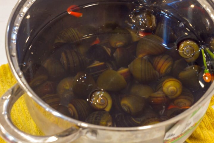 Ngâm ốc sạch trước khi nấu bún ốc chuối đậu