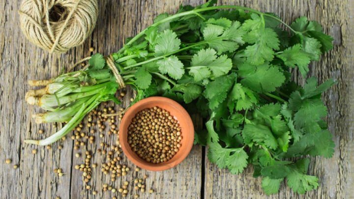 Ngò rí tươi xanh mơn mởn