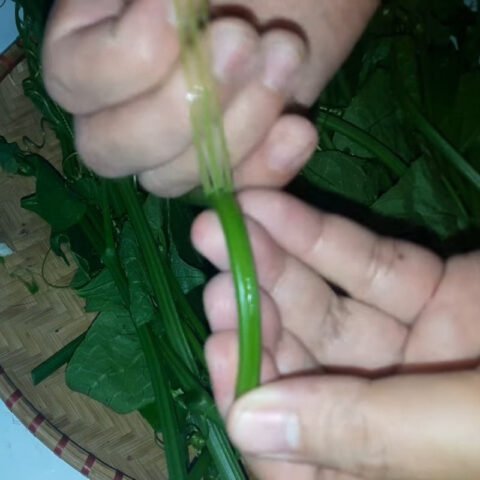 Ngọn su su đã bẻ thành khúc vừa ăn, sẵn sàng cho công đoạn sơ chế trước khi xào