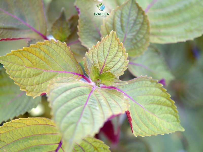 Nguồn gốc lá tía tô an toàn khi thực hiện cách nấu nước lá tía tô cho mẹ sau sinh