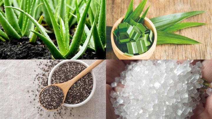 Nguyên liệu chính nha đam, hạt chia và đường phèn để nấu nha đam hạt chia