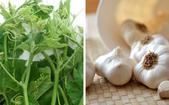 Nguyên liệu cho món cách xào rau bí