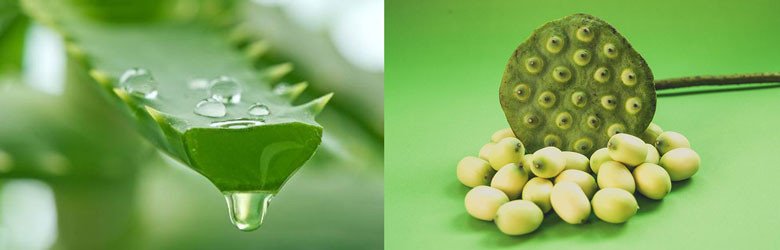 Nguyên liệu chuẩn bị cho món chè hạt sen nha đam