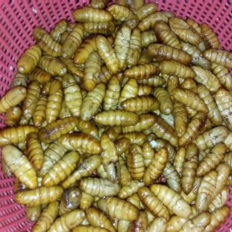 Nhộng ong tươi đang được rửa sạch dưới vòi nước