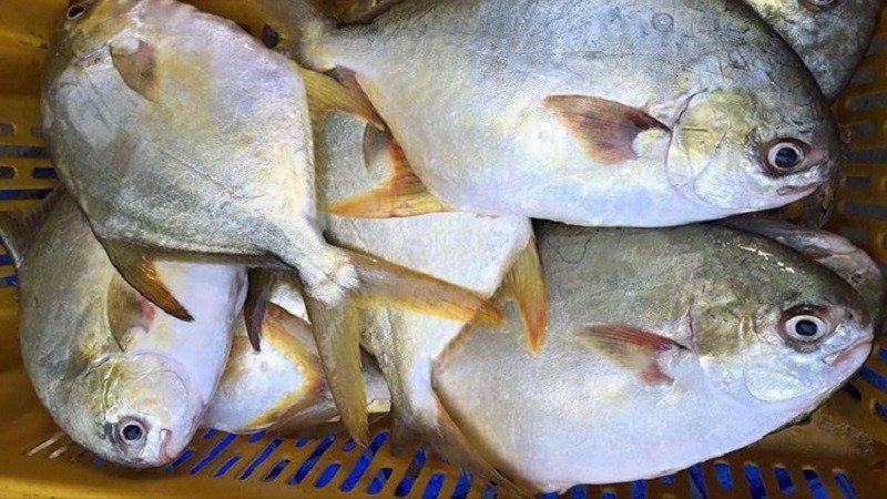 Những điều cần lưu ý khi chế biến và ăn cá chim