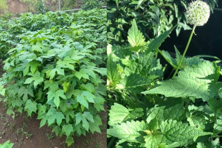 Những lá rau mì chính xanh tươi, sẵn sàng chế biến