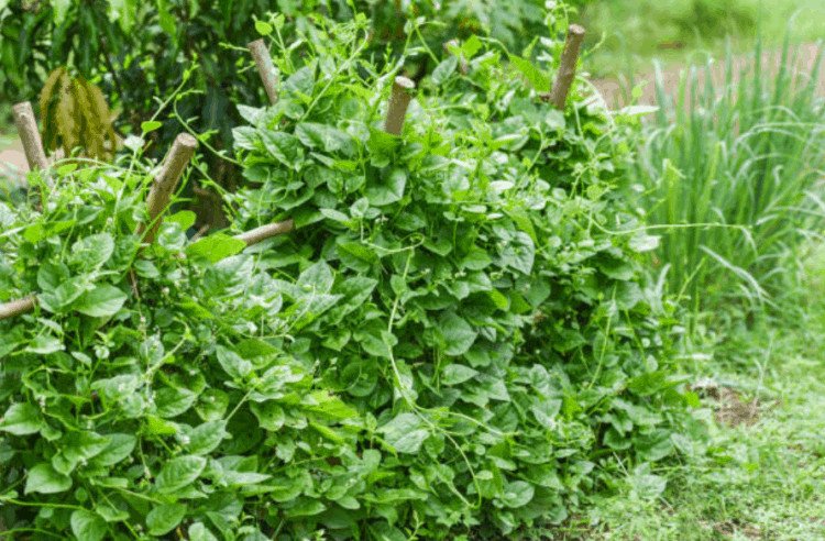 Những lá rau mồng tơi xanh non, sạch sẽ, sẵn sàng cho món canh