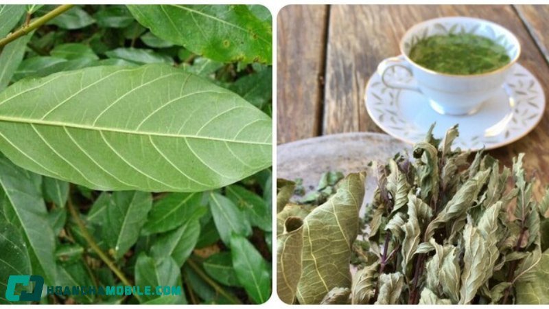 Những lá sung tươi được phơi khô trên khay, chuẩn bị cho quá trình làm trà lá sung