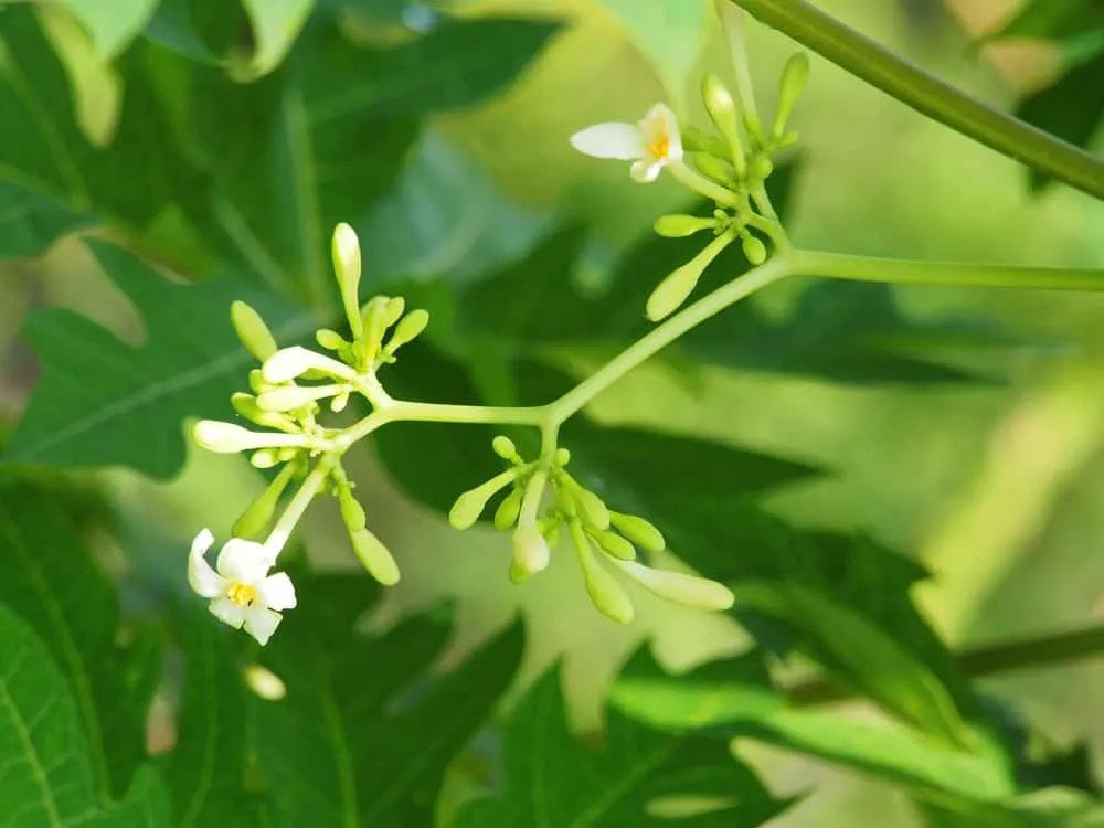 Những lưu ý khi dùng hoa đu đủ đực