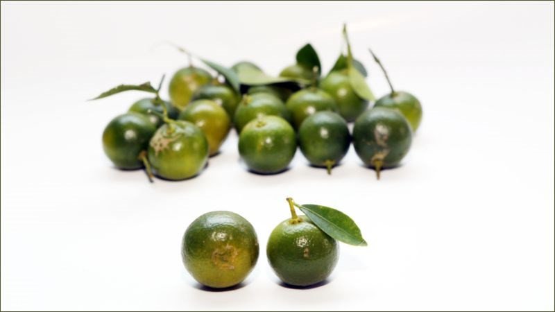 Những quả quất vàng ươm, mọng nước, lựa chọn hoàn hảo cho công thức siro húng chanh quất mật ong