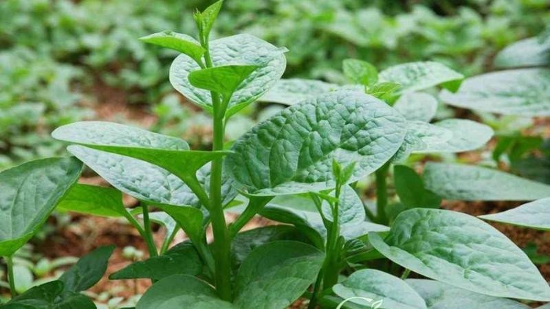 Những tác dụng của mồng tơi đối với sức khỏe