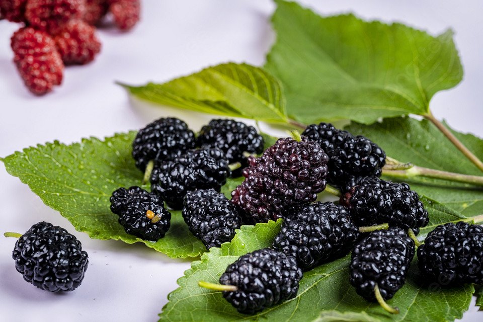 Những trái dâu tằm tươi ngon, chín mọng để nấu siro đường phèn