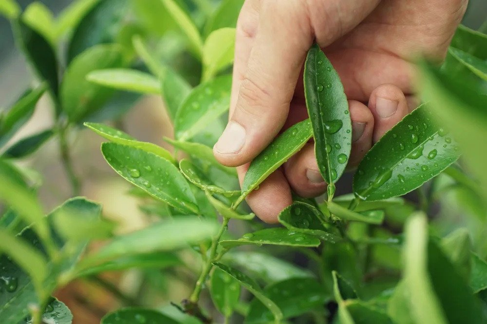 Nước lá chanh sau khi pha chế, một thức uống bổ dưỡng cho sức khỏe