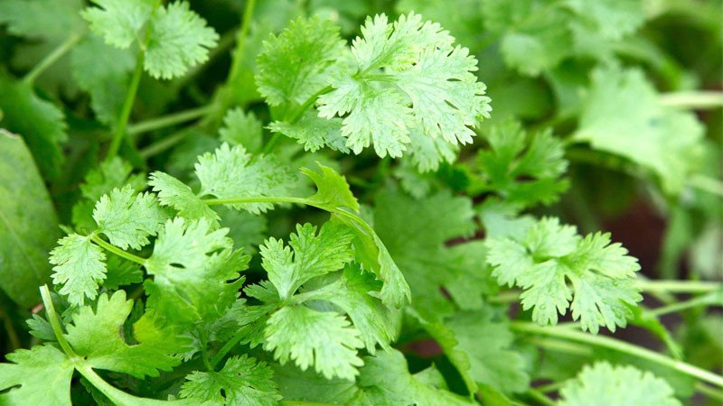 Nước ngò rí xanh tươi, tốt cho sức khỏe
